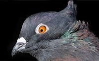Pigeon Study Confirms Creation