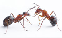 'Talking' Ants Are Evidence for Creation