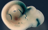 Embryology Gene Control Confounds Evolution