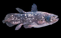 Coelacanths: Evolutionists Still Fishing in Shallow Water