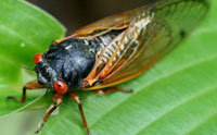 Cicadas Make Great Mathematicians