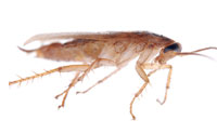 Taste Tests Confirm Cockroaches Change Preferences
