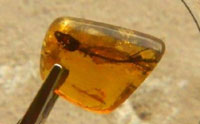 Whole Lizard Encased in Amber