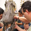 World-Class Dinosaur Donated to the Creation Museum