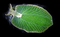 Did Sea Slugs Evolve to Steal Genes?