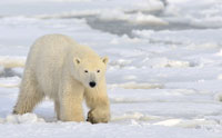 Global Warming Halts, Arctic Ice Multiplies