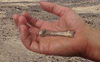 Surprising Human Hand Bone Challenges Evolution