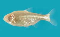 Blind Cavefish Shed Light on Creation