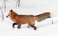 Do Foxes Have Magnetic Senses?