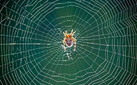 Spider Webs Attract Scientists’ Attention