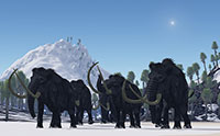 Wooly Mammoth Mystery Finally Solved?