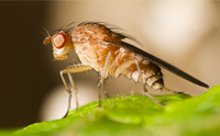 Mind-Boggling Complexity in the Fruit Fly Transcriptome