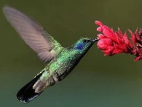 The Double Life of the Hummingbird