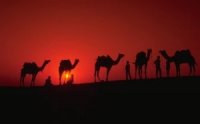 Genesis Camels: Biblical Error?