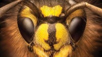 Did Little Wasps Evolve Big Eyes to Recognize Their Friends?