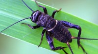 Silence of the Crickets Speaks Volumes About Variation and Selection