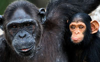 Chimp DNA Mutation Study—Selective Yet Surprising