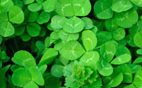 Clever Clover: Evidence for Evolution?