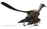 Second Look Causes Scientist to Reverse Dino-Bird Claim