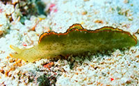 Solar-Powered Sea Slug Illuminates Evolutionary Weaknesses