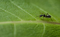 Zombie Ant Origins Mystify