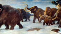 Wyoming Cave Traps Animals from the Ice Age until the Space Age