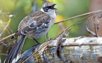 Darwin’s Finches: Answers From Epigenetics