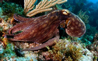 Octopus Skin Inspires High-Tech Camouflage Fabric