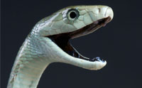 Decoding Snake-Venom Origins