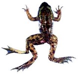 One of Sin’s Effects on Frogs