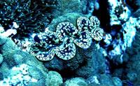 Giant Clams Are Brilliant Algae Farmers