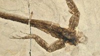 More Soft Tissue in “Old Fossils”