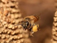 Occupational Studies Among Honeybees