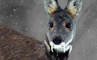 Saber-Toothed Deer Alive in Afghanistan