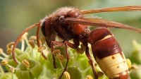 Solar-Powered Hornets