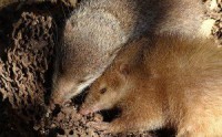 Two Kinds of Science: Snoozing Tenrecs