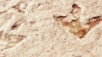 Bird X-Rays Shed Light on Dinosaur Tracks