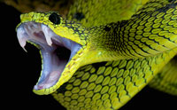 Unlocking the Origins of Snake Venom