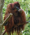 Is an Orangutan a Person?