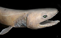 The frilled shark . . . is still a shark