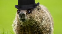 How Do Christians Respond to Superstitions like Groundhog Day?