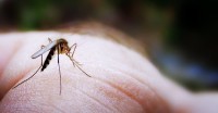 Save Money, Use This Easy and Effective Recipe For Repelling Mosquitoes Instead