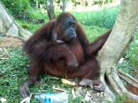 Photos: Orangutan Set Free After Chained At Neck For 13 Years & Fed Junk Food