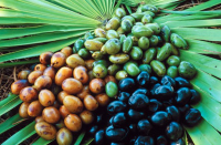 Saw Palmetto: Nature’s ‘Cure’ For Prostate Conditions?