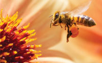 Honey Bee Orphan Genes Sting Evolution