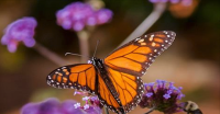 7 Reasons Why You Should Attract More Butterflies to Your Garden