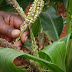 GM Maize Transgenes Penetrate Small Farmers Seed Supplies in South Africa