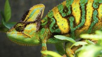 Chameleons’ Color of Divine Wisdom