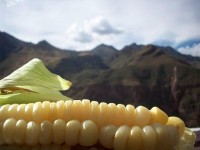 Dear Farmers: U.S. is Now Importing Organic Corn to Satisfy Consumer Demand