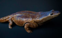 No Salamander Evolution Evidence, Past or Present